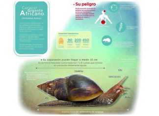 Senasa descarta daños por presencia de caracol gigante