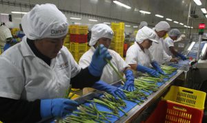 agroexportadora