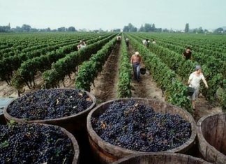 Ica: Región de potencial exportador