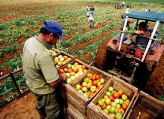 INEI: Producción del sector agropecuario disminuyó 2.55% en marzo del 2017