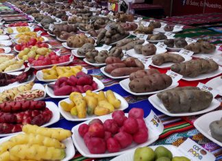 Inia- Minagri: Estudian nueva variedad de papa en Arequipa