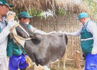 Senasa: Campaña sanitaria gratuita en Huarmey