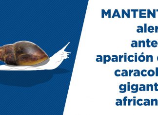 ¿Cómo actuar ante la presencia del Caracol Gigante Africano?