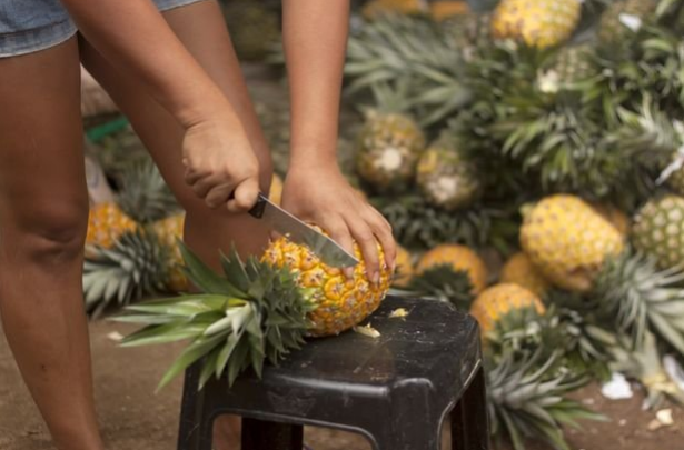 Minagri: Calidad irregular de la piña limita su potencial de exportación
