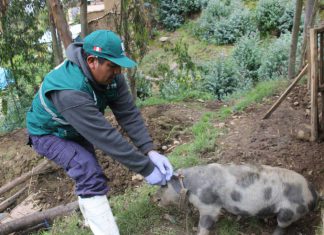 Solo se presentó un caso de Peste Porcina Clásica en Lambayeque