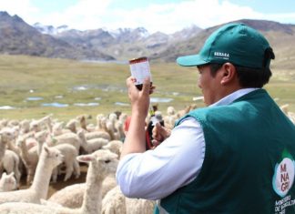 Senasa desarrolla acciones inmediatas para mitigar adversidad en alpacas ante heladas