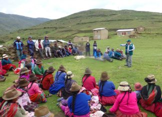 Apurímac: Senasa refuerza vigilancia de roedores por heladas