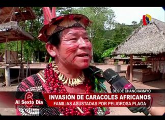 Panamericana TV – Caracol africano: lento, peligroso e invasivo