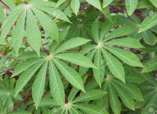 Senasa modifica requisitos para importación de plantas in vitro de yuca de Colombia