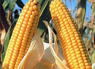 Senasa: Se aprueban requisitos fitosanitarios para el tránsito internacional por Perú de granos