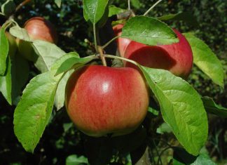 Senasa establece requisitos fitosanitarios para importación de manzana de Portugal