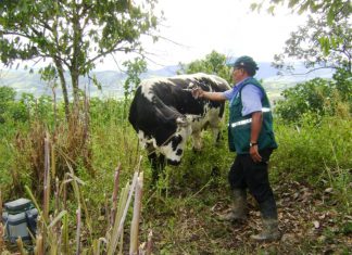 Perú suspenderá importación de carnes de Colombia por brote de Fiebre Aftosa
