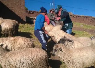 Andina – Minagri: rehabilitaron 60 cobertizos para proteger a ganado de heladas