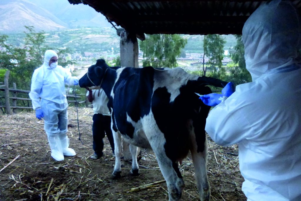 Senasa previene brote de fiebre aftosa mediante simulacro en Huánuco