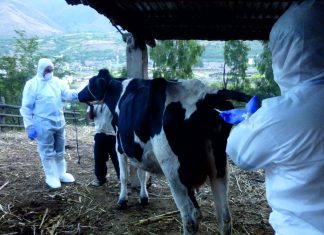 Senasa previene brote de Fiebre Aftosa mediante simulacro en Huánuco