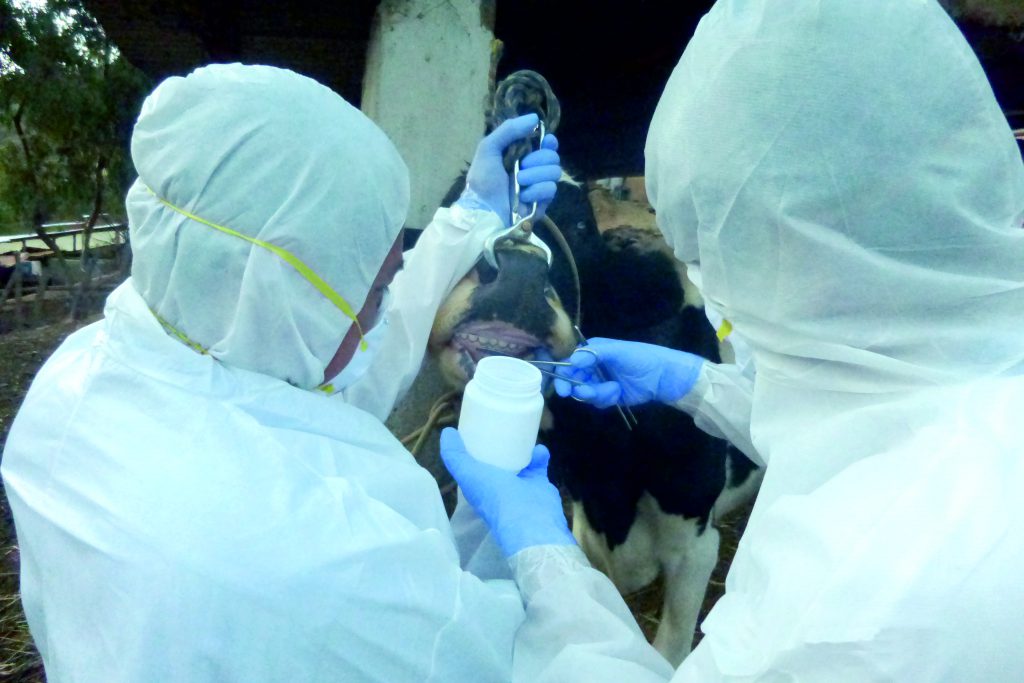 Senasa previene brote de fiebre aftosa mediante simulacro en Huánuco