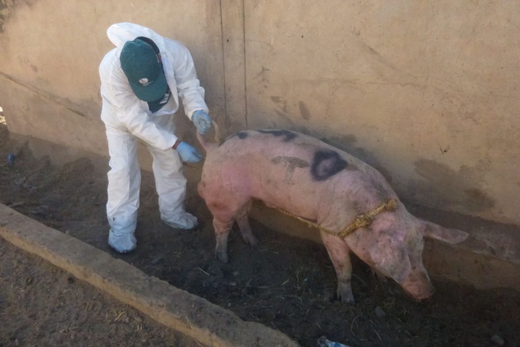 Senasa previene brote de fiebre aftosa mediante simulacro en Huánuco