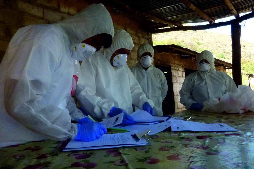 Senasa previene brote de fiebre aftosa mediante simulacro en Huánuco