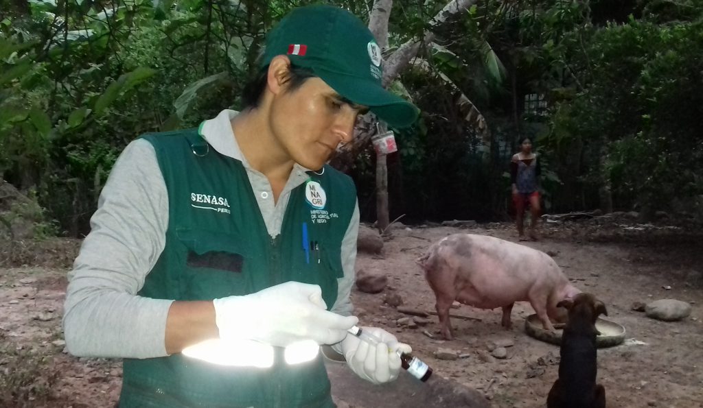 San Martín: Vacunación contra Peste Porcina Clásica consolida un 50 % de avance