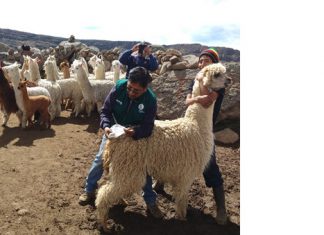 Acciones de Sanidad animal y vegetal ante heladas en Apurímac