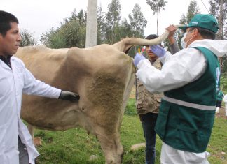 Senasa realiza pruebas de descarte de Brucelosis Bovina en más de 1200 cabezas de ganado