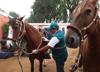 SENASA garantiza la sanidad de ejemplares que participan en el LXXII Concurso Nacional del Caballo Peruano de Paso