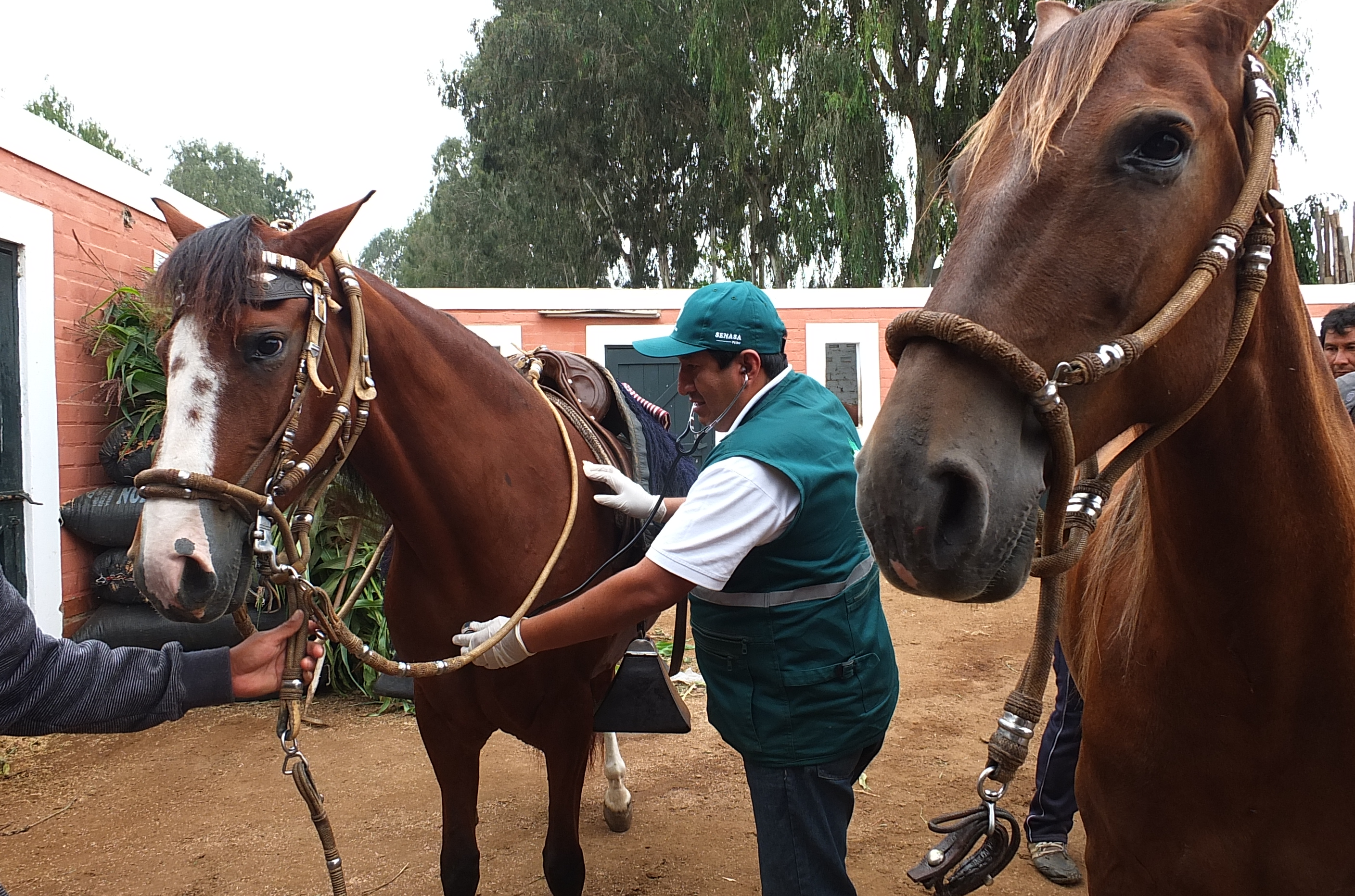 Caballo Peruano de Paso