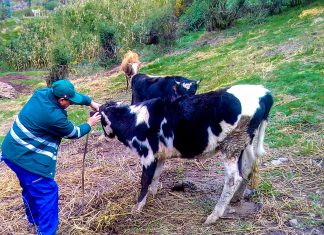 En Áncash: Senasa monitorea presencia del Gusano Barrenador