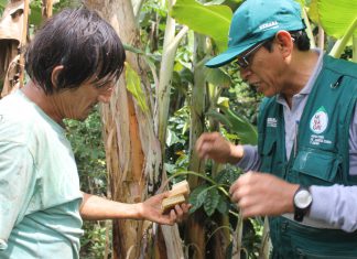Senasa evalúa parcelas de plátano para determinar incidencia de plagas