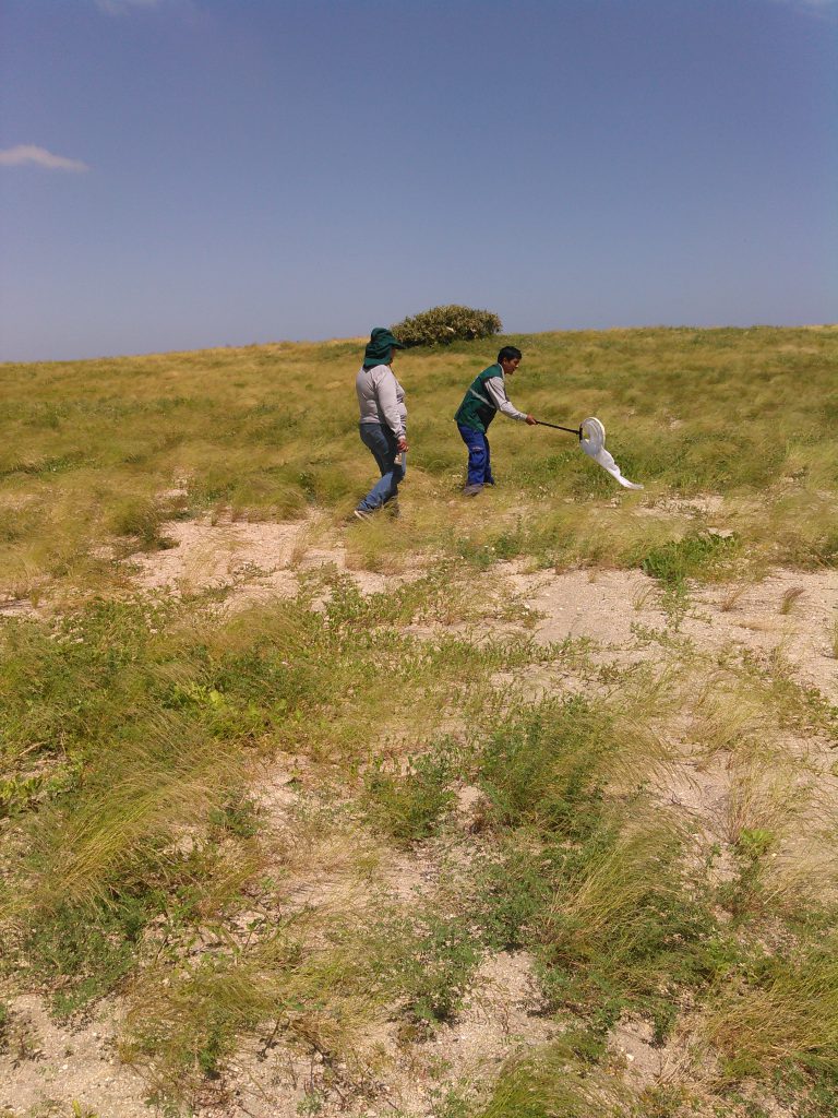 Evaluación de presencia de langostas migratorias en el valle del bajo Piura