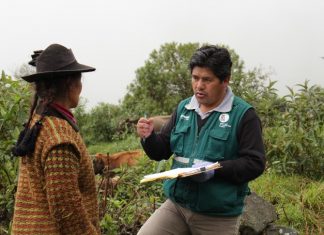 Puno: Senasa recorre la selva para determinar prevalencia del gusano barrenador