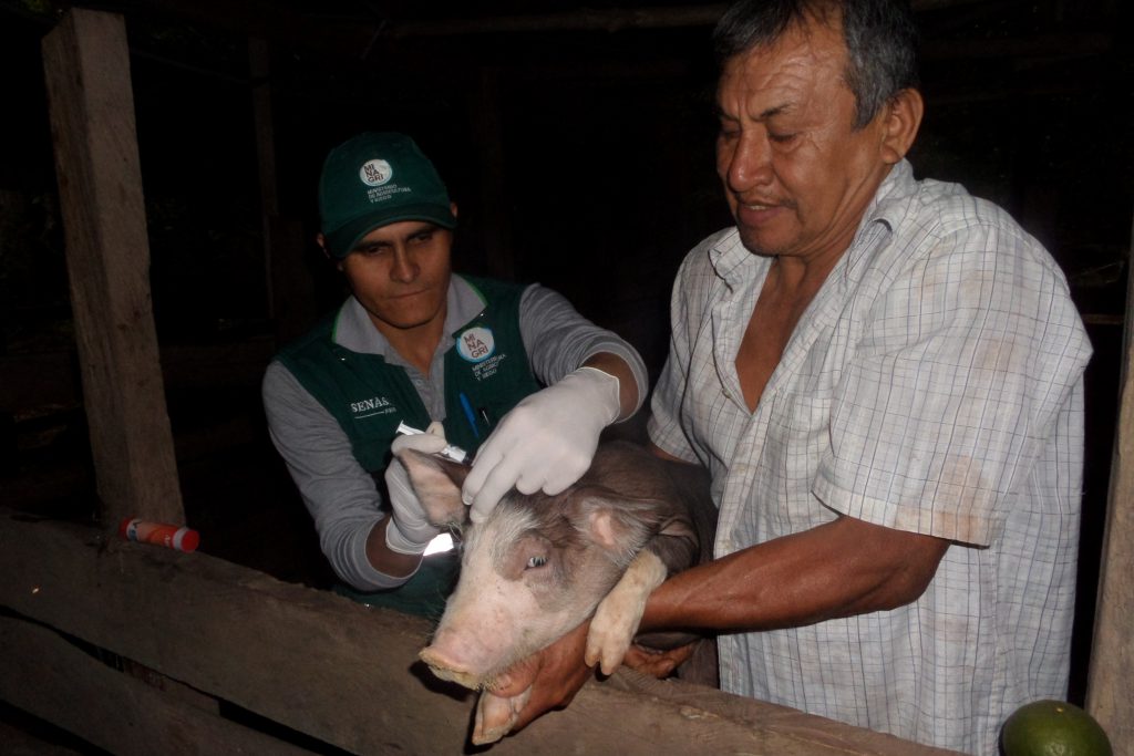 San Martín: Vacunación contra Peste Porcina Clásica consolida un 50 % de avance