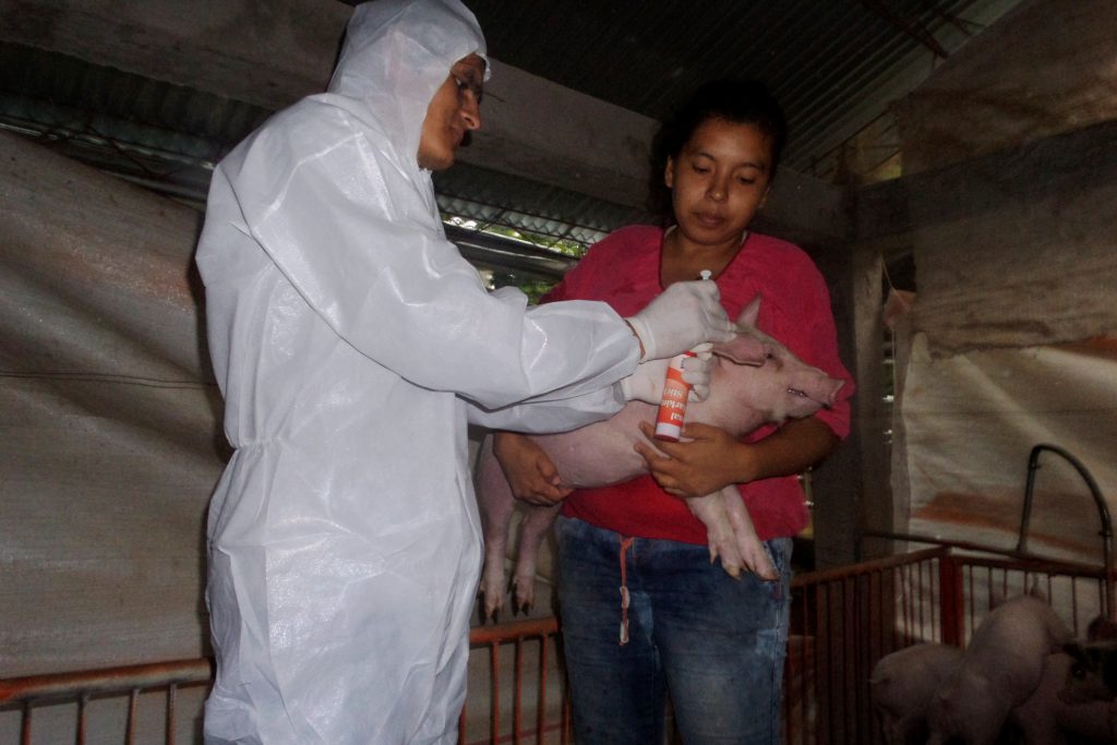 San Martín: Vacunación contra Peste Porcina Clásica consolida un 50 % de avance