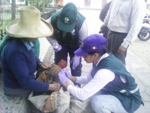 Senasa - Acción cívica de prevención contra enfermedad de Newcastle y PPC