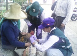 Cajamarca: Acción cívica de prevención contra enfermedad de Newcastle y PPC