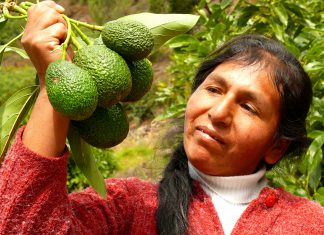 Chile abre mercado a pequeños productores de Palta Hass de la sierra central