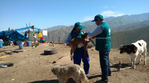Senasa realiza y coordina campañas sanitarias en zonas vulnerables de Ica
