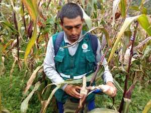 Senasa evaluará más de 545 hectáreas para monitorear plaga de roedores