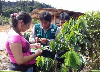 San Martín: Caficultores buscan la excelencia a través de aprendizaje en ECA