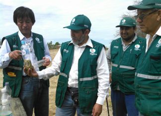 Piura: Evaluación de plaga de langostas migratorias en límite con Lambayeque