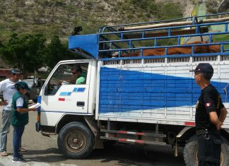 Amazonas: Senasa y Policía Nacional del Perú verifican estado sanitario del ganado que ingresa al país