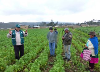 Apurímac: Senasa y agricultores buscan reducir uso de plaguicidas en cultivos