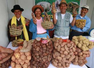 Andina – CIP: Perú promoverá 3,000 variedades de papa en congreso mundial en 2018