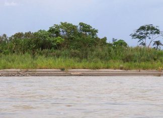 Andina – COEN: Río Napo incrementa ligeramente su nivel y sigue en alerta naranja