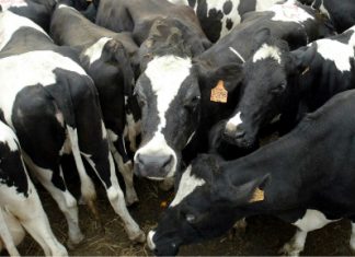 Gestión – ADIL: El Perú consume 30% menos leche que el mundo desarrollado