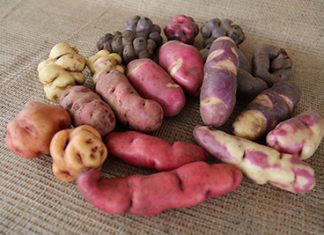 Andina – Minagri trabaja para solucionar deuda de cafetaleros con Agrobanco