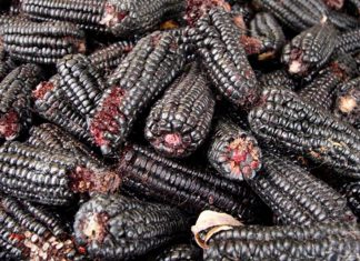 Andina-Sierra y Selva Exportadora: Mejorarán producción de maíz morado de Cajamarca para la exportación