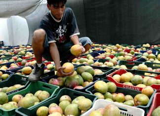 Agraria.pe – Senamhi: Temperaturas cálidas podrían afectar la floración del mango piurano