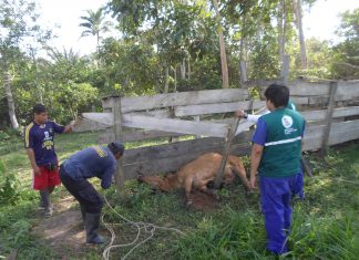 Ucayali: Senasa atiende notificación de ocurrencia de enfermedades en bovinos
