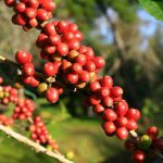 senasa.café